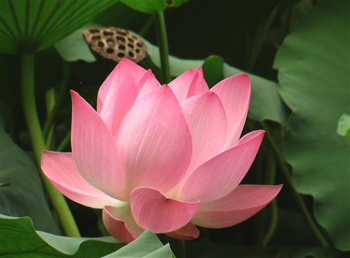 Ministry of Culture, Sports and Tourism submits to Prime Minister a national flower project